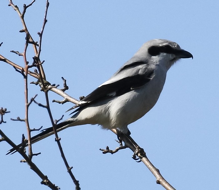 Great Grey Shrike