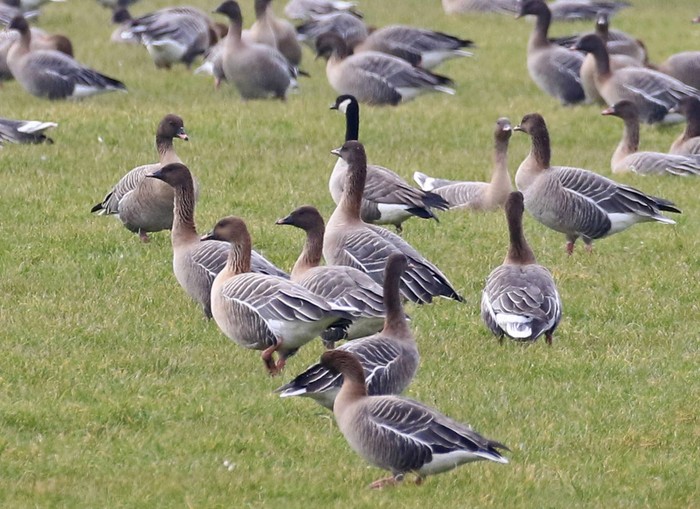 Richardson's Cackling Goose