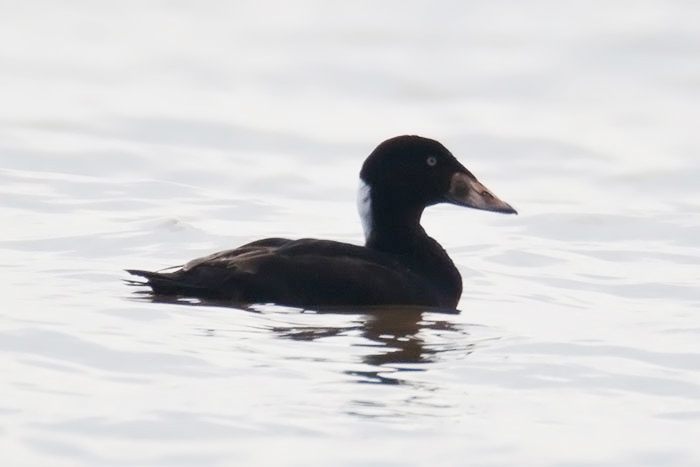 Surf Scoter