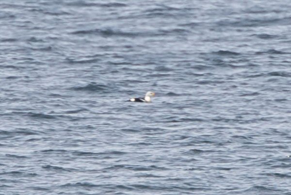 King Eider
