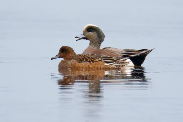 American Wigeon