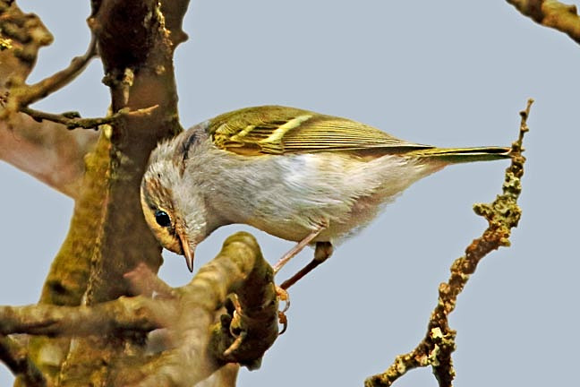 Pallas's Warbler