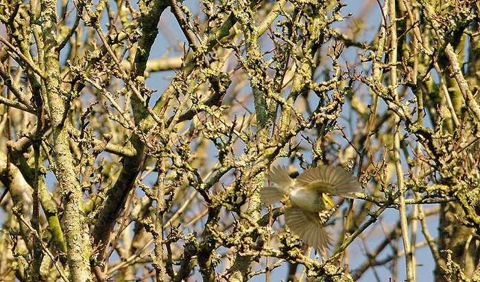 Pallas's Warbler