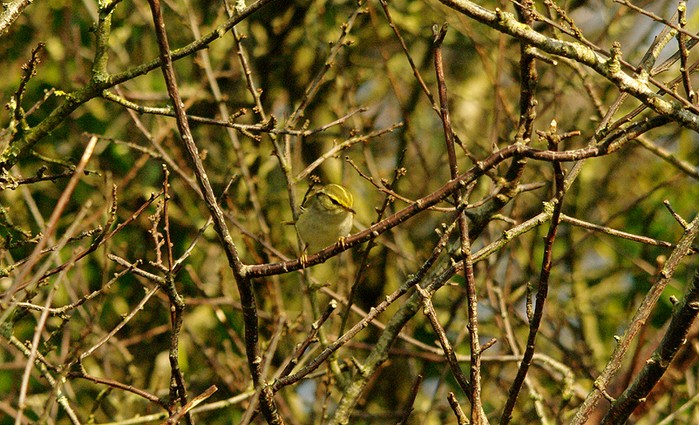 Pallas's Warbler
