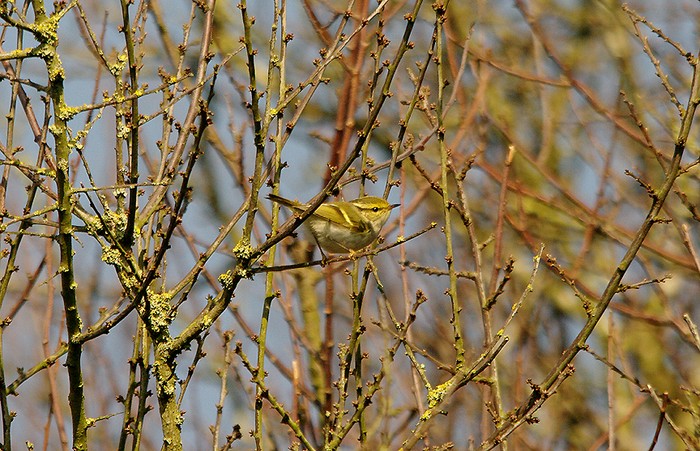 Pallas's Warbler