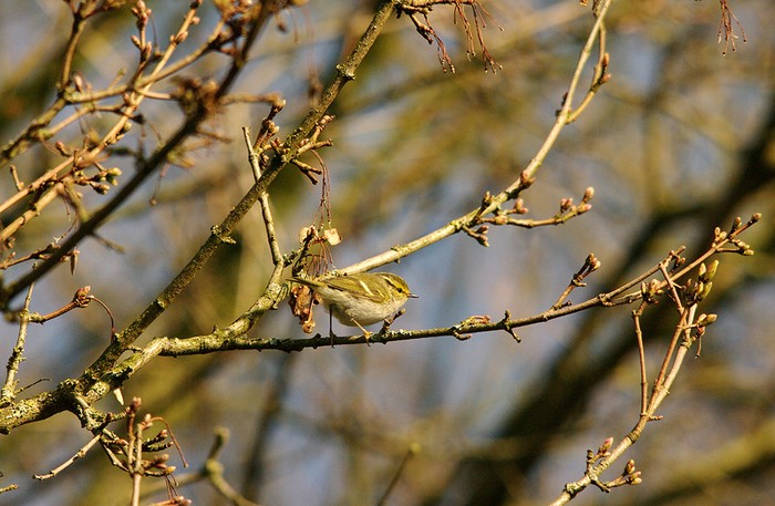 Pallas's Warbler