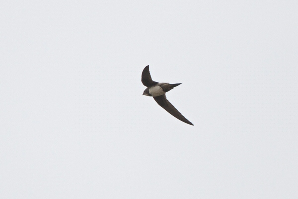 Alpine Swift