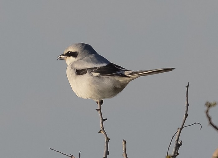 Great Grey Shrike