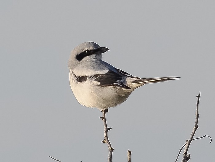 Great Grey Shrike