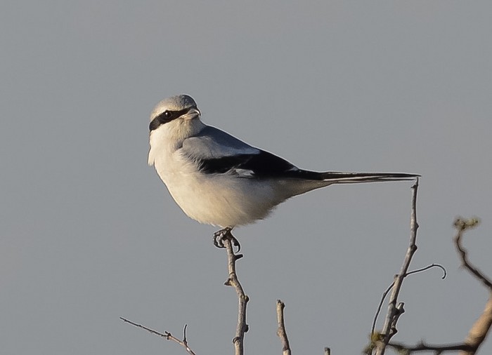 Great Grey Shrike
