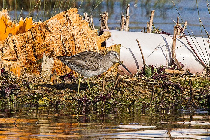 Long-billed Dowitcher