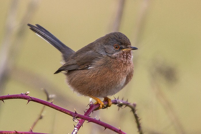 Dartford Warbler