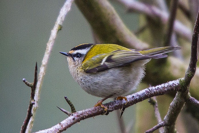Firecrest
