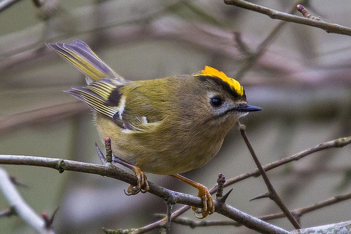 Goldcrest