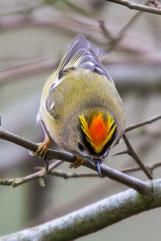 Goldcrest