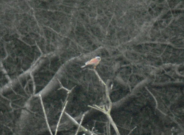 Lesser Kestrel