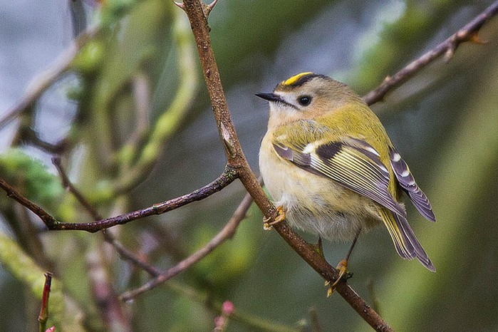 Goldcrest