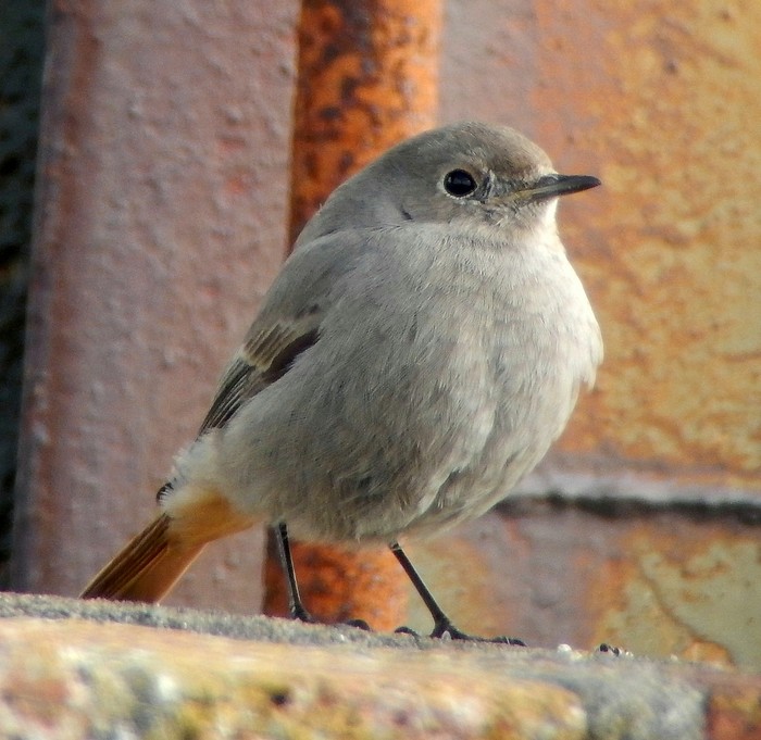 Black Redstart