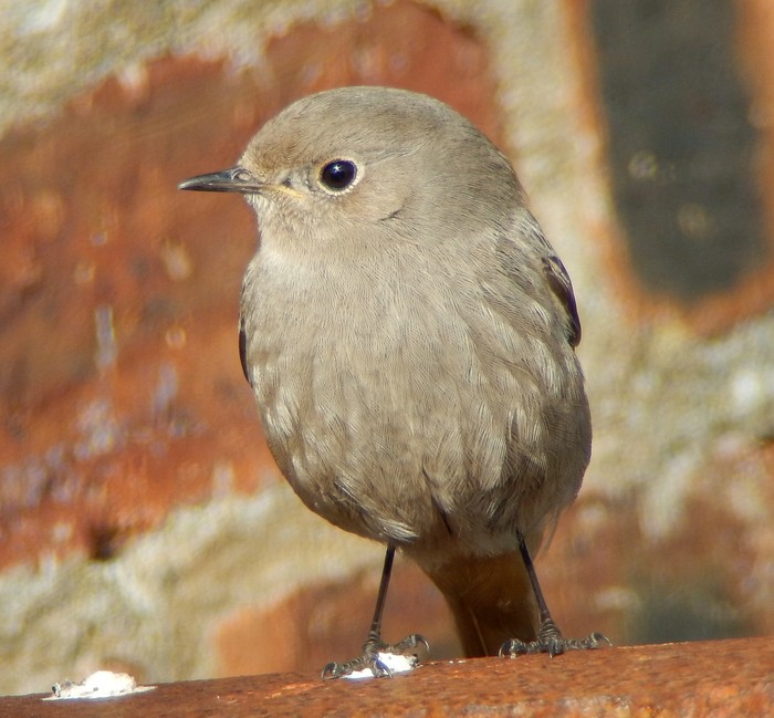 Black Redstart