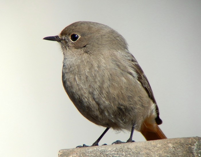 Black Redstart