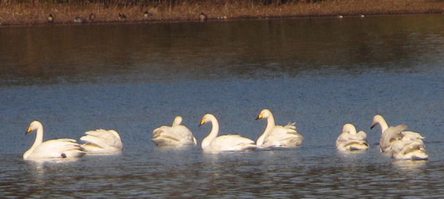 Whooper Swan