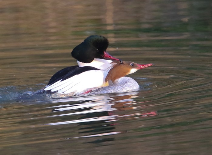 Goosander