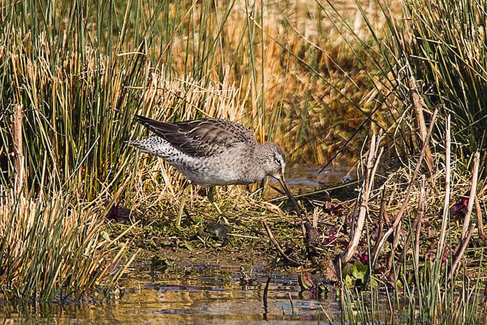 Long-billed Dowitcher