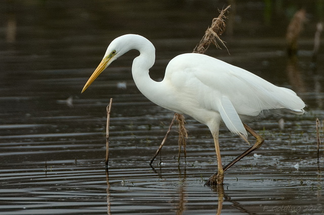Great White Egret
