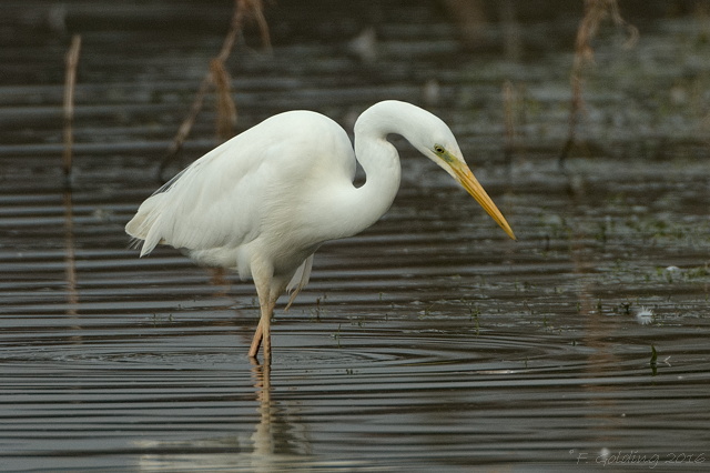 Great White Egret