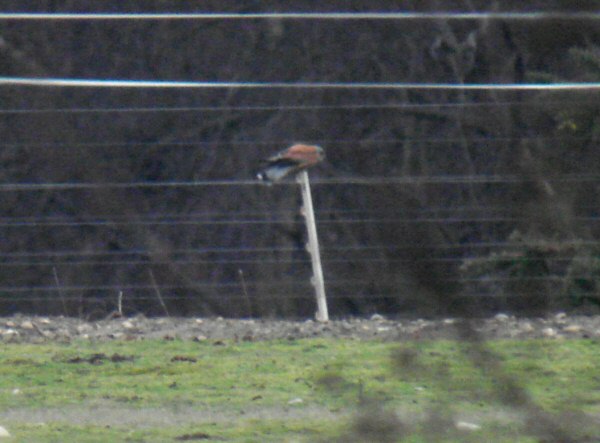 Lesser Kestrel