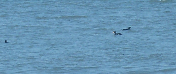 Black Scoter