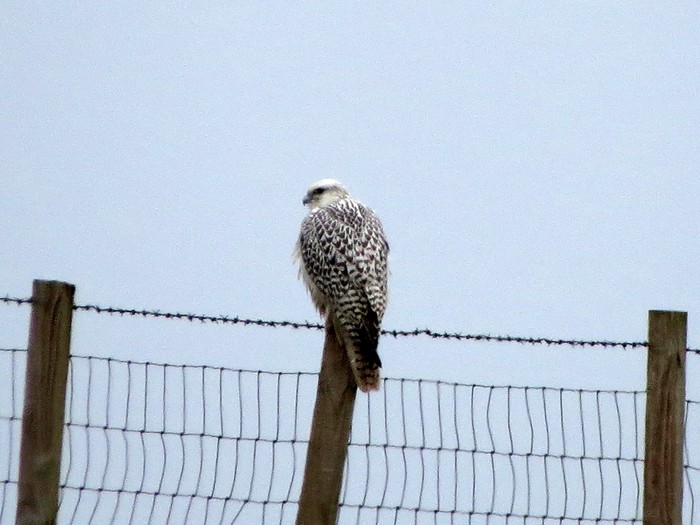 Gyr