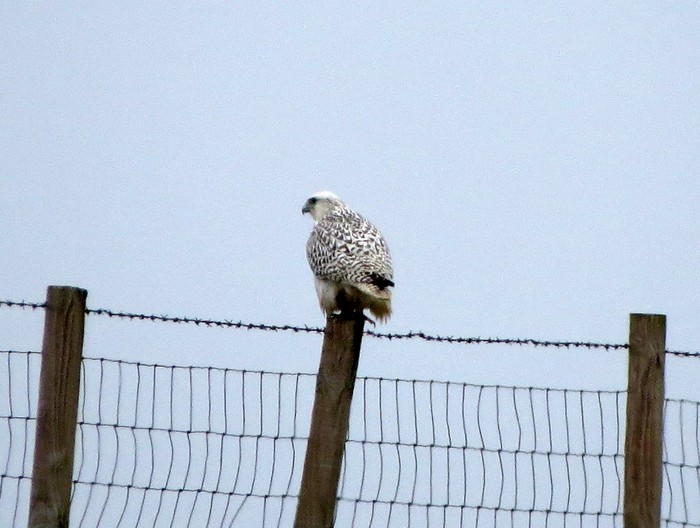 Gyr