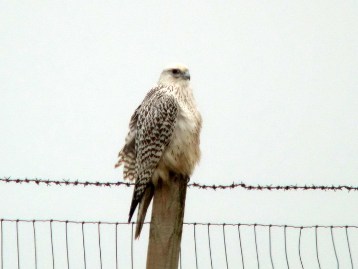 Gyr
