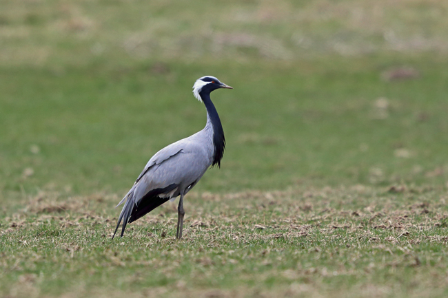 Demoiselle Crane
