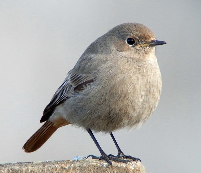 Black Redstart