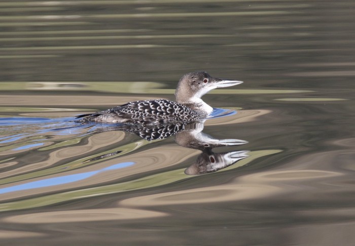 Great Northern Diver