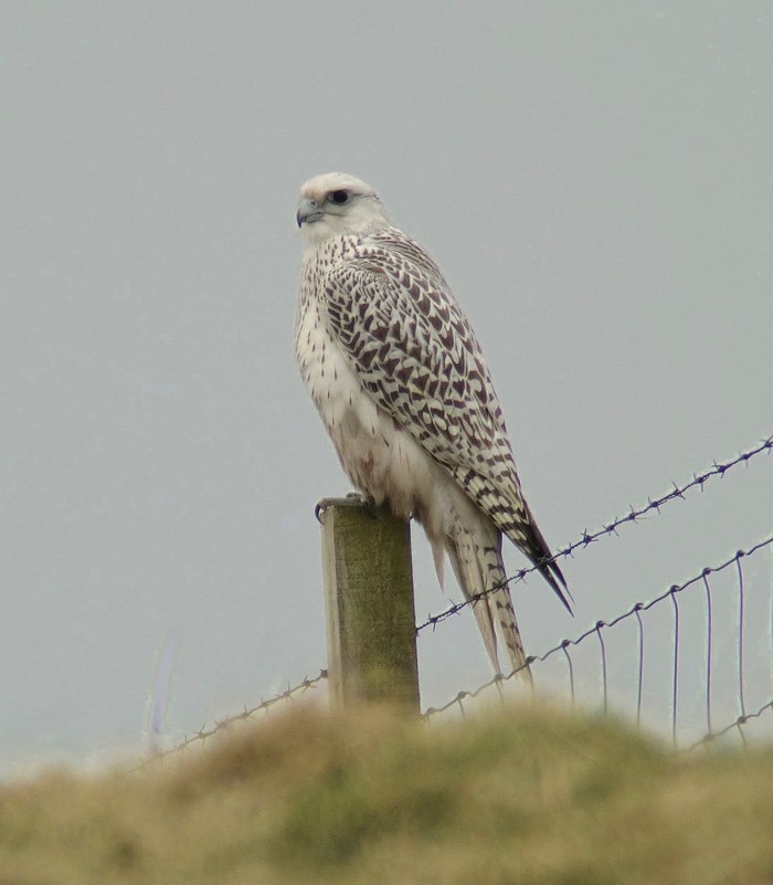 Gyr
