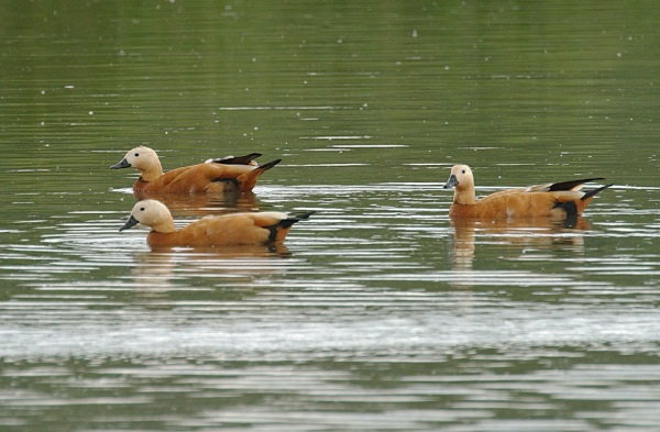 Ruddy Shelduck