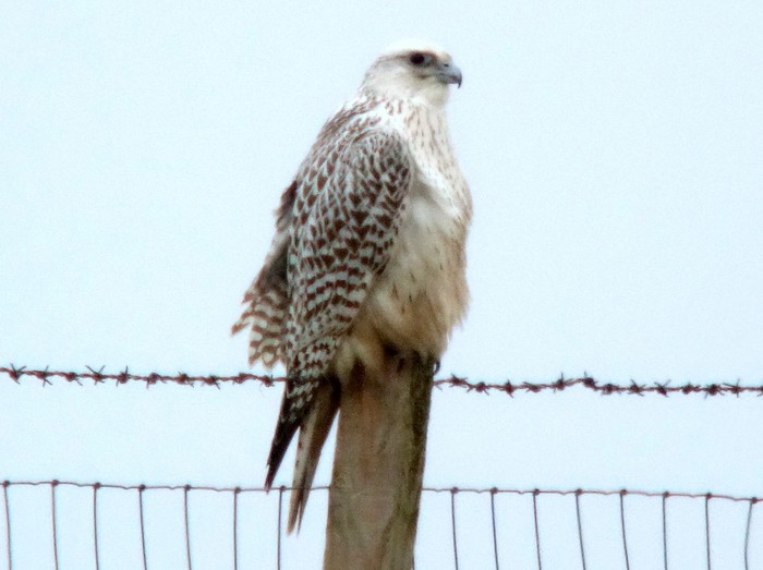 Gyr