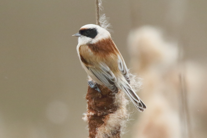 Penduline Tit