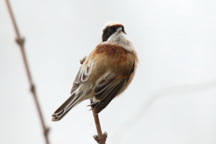 Penduline Tit