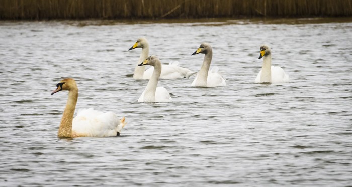 Whooper Swan