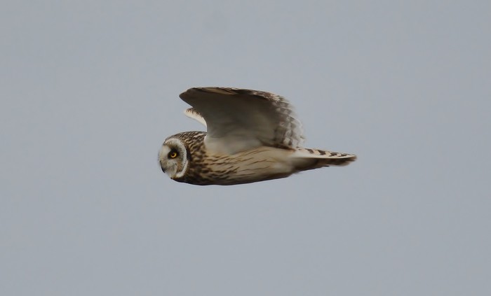 Short-eared Owl