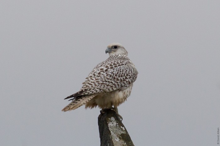 Gyr