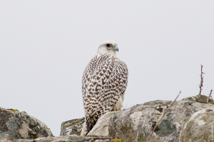 Gyr