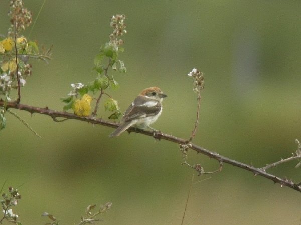 Woodchat Shrike