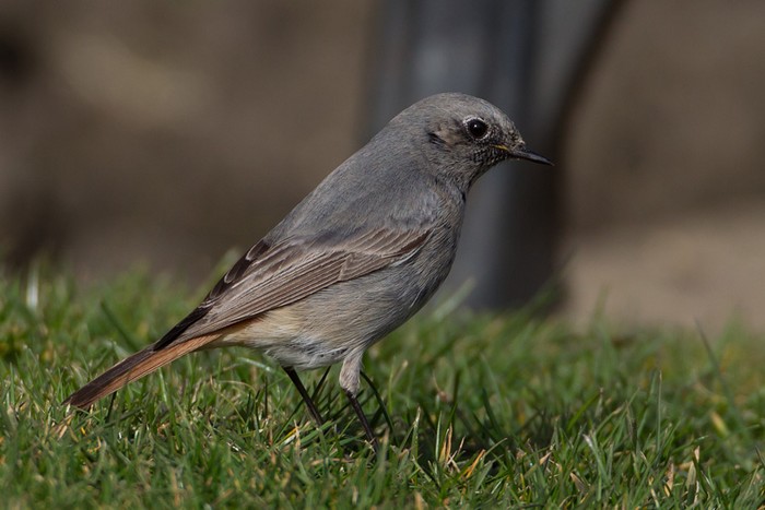 Black Redstart