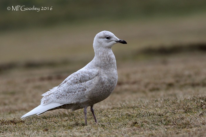 Iceland Gull