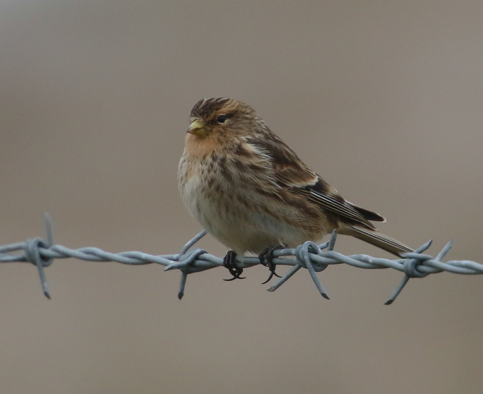 Twite